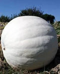 10 Polar Bear Giant Pumpkin Seeds. Ships free