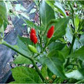 Guam Boonies Hot Peppers Seeds(10 Seeds)