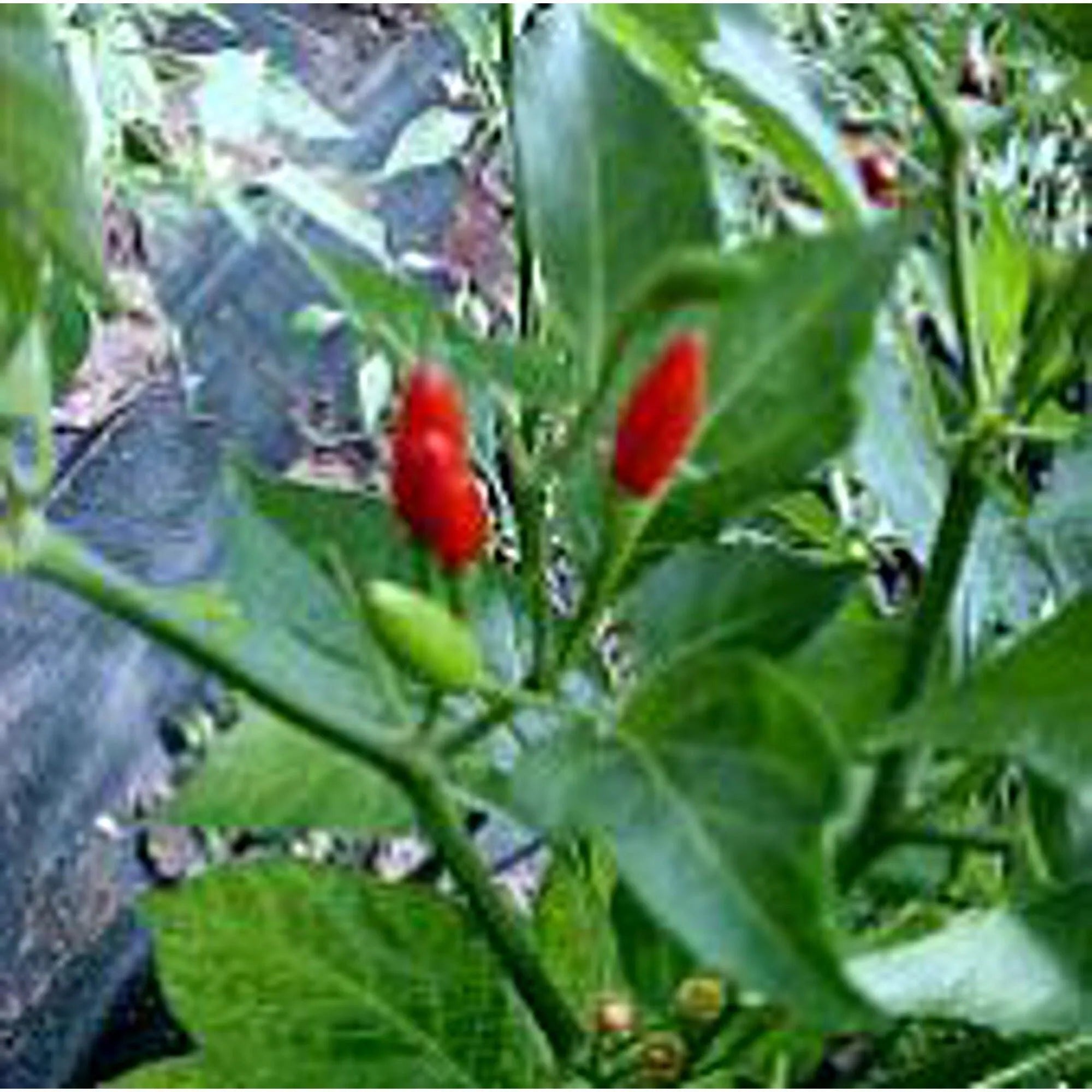 Guam Boonies Hot Peppers Seeds(10 Seeds)