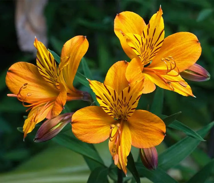 Alstroemeria aurea Peruvian Lily 8 seeds