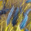 Blue Wheat Grass (Triticum Dicoccum) Seeds(20 Seeds)