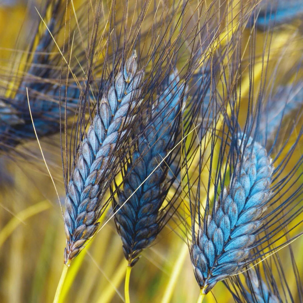 Blue Wheat Grass (Triticum Dicoccum) Seeds(20 Seeds)
