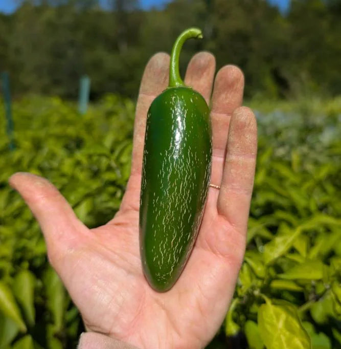 2025 Award-Winner | Jalapeno Pepper Seed Pack | Non-GMO. High Germination Rate! Heirloom.