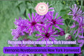 Vernonia noveboracensis Seeds – New York Ironweed | 100 Native Wildflower Seeds