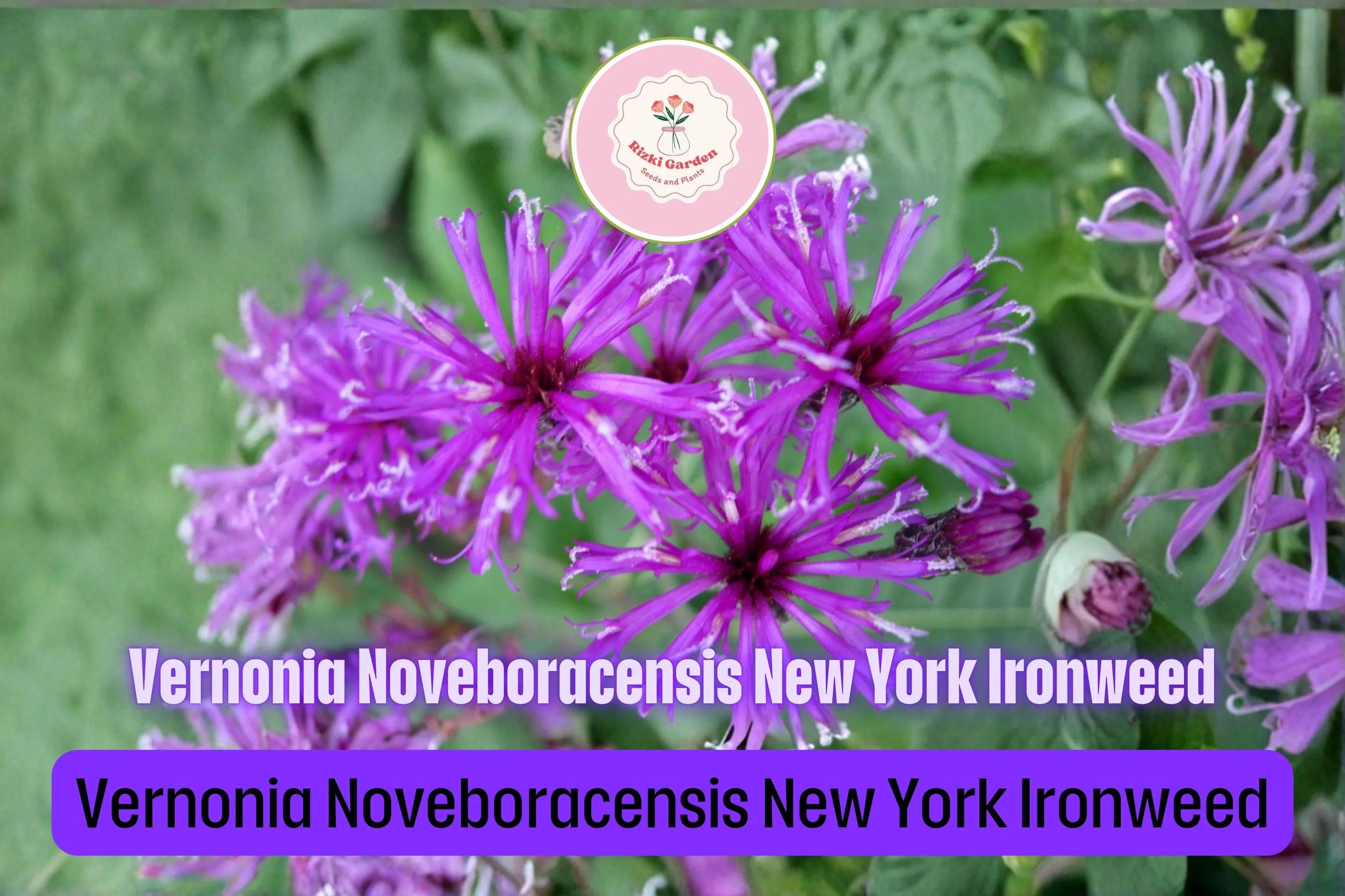 Vernonia noveboracensis Seeds – New York Ironweed | 100 Native Wildflower Seeds
