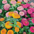 Magellan Mix Zinnia Seeds