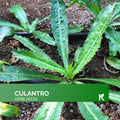 Culantro Seeds: Heirloom Non-GMO Mexican Coriander