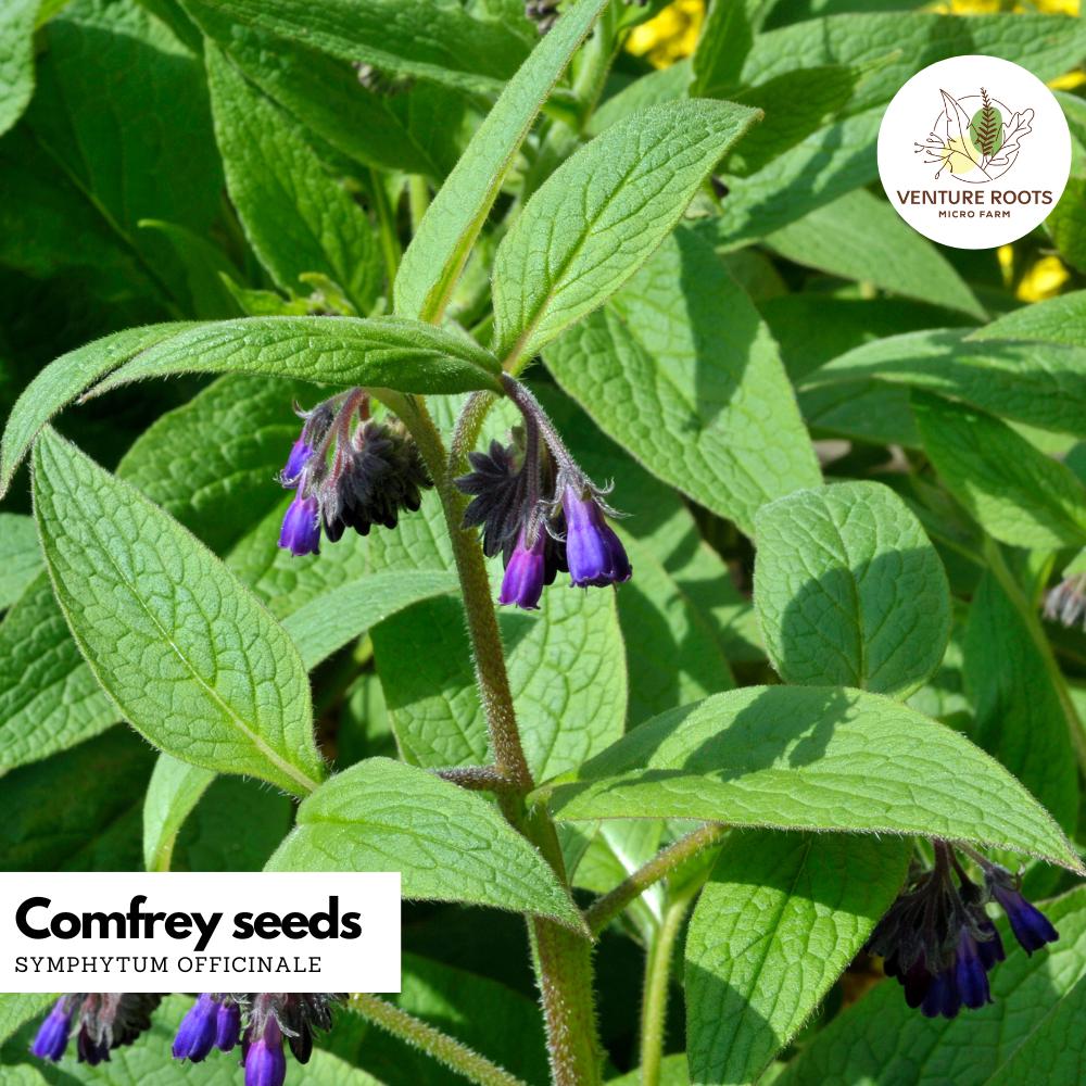 Comfrey Seeds (Symphytum officinale) – Medicinal Herb, Non-GMO, Perennial, Pollinator Plant, Soil Builder, Salve Herb, Organic Gardening