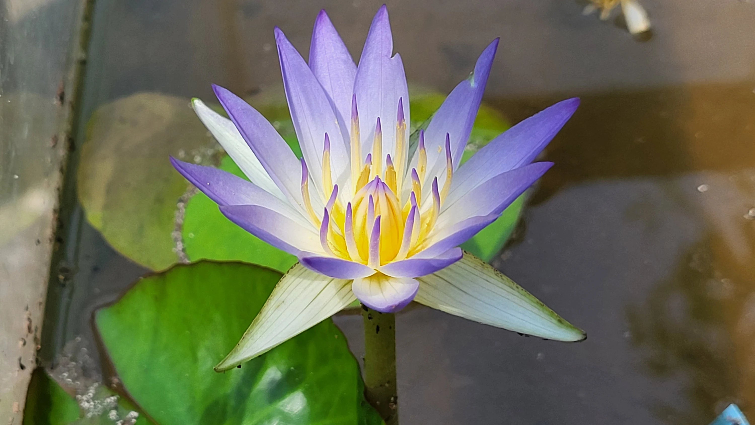 True Nymphaea caerulea (Egyptian Blue Lily) seeds (last of the season) | Open-pollinated | 10 seeds | 2025
