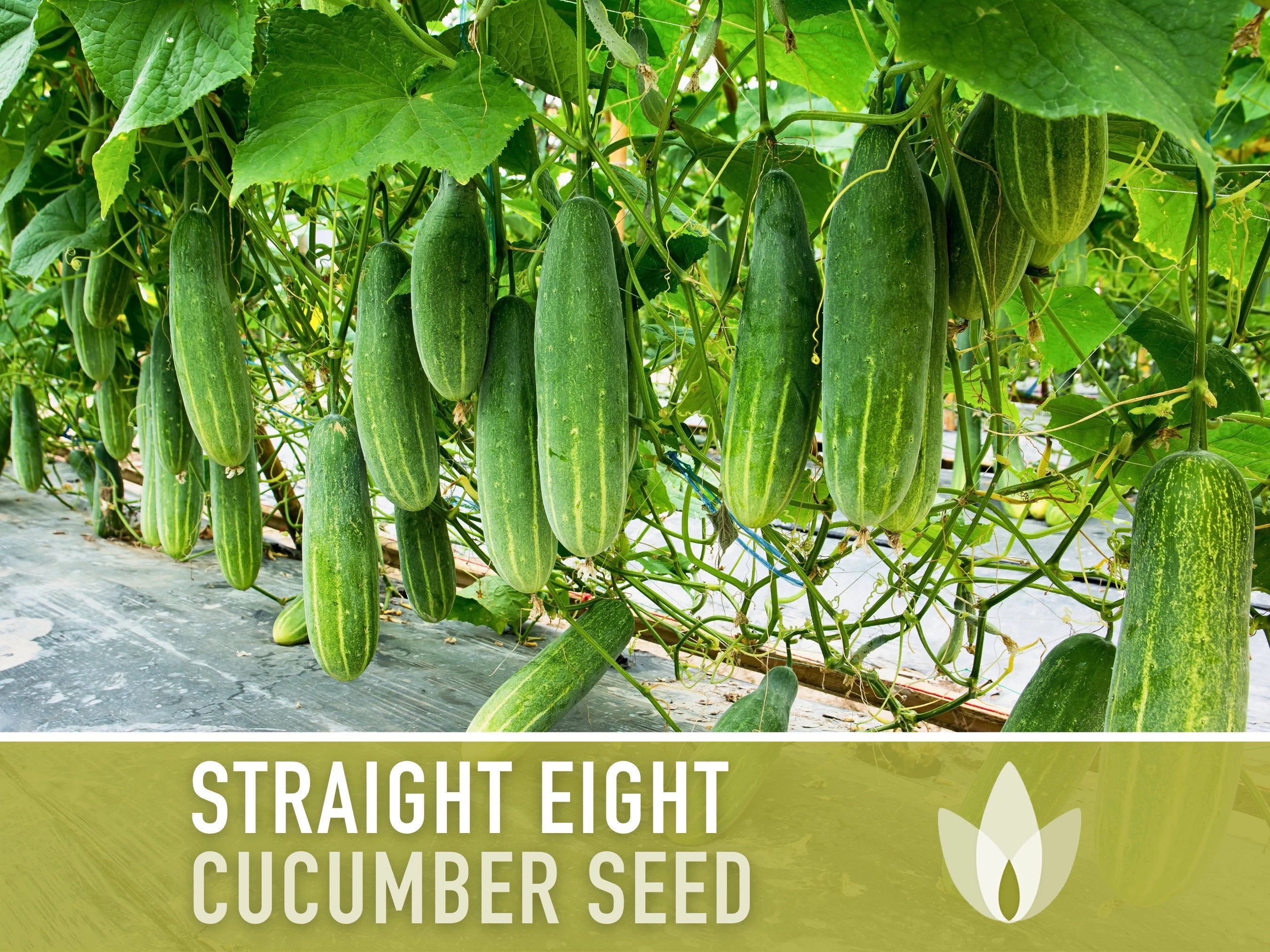 Straight Eight Cucumber Seeds - Heirloom, Vining, Pickling Cucumber, Open Pollinated, Non-GMO