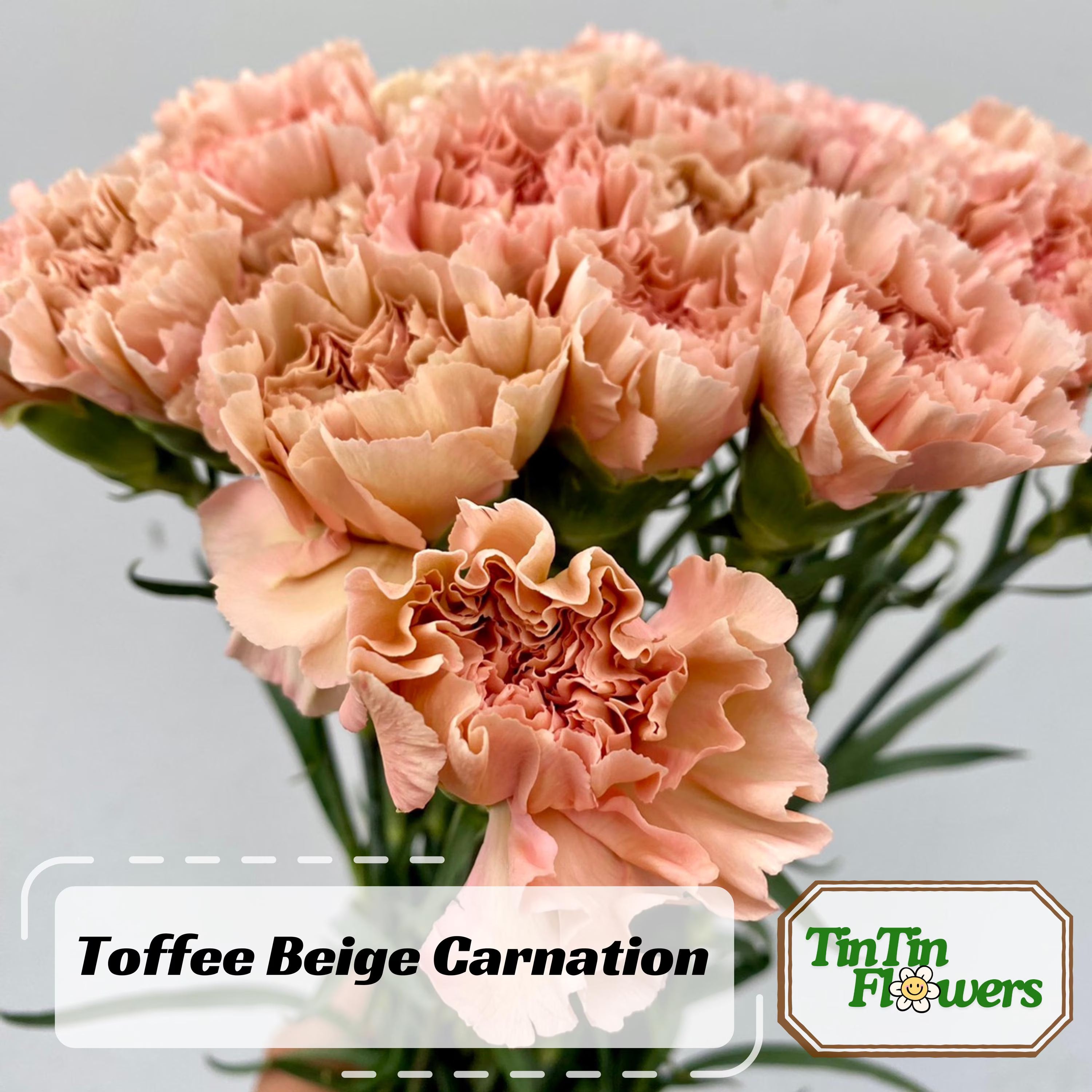 30 Seeds| Toffee Beige Carnations - Dianthus Seeds - Container - Balcony Flowers -Cold  Drought Resistant -Hardy, Colorful Garden#ca12