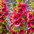 Summer Carnival Mix Hollyhock Herb Perennial Flower 30 Seeds