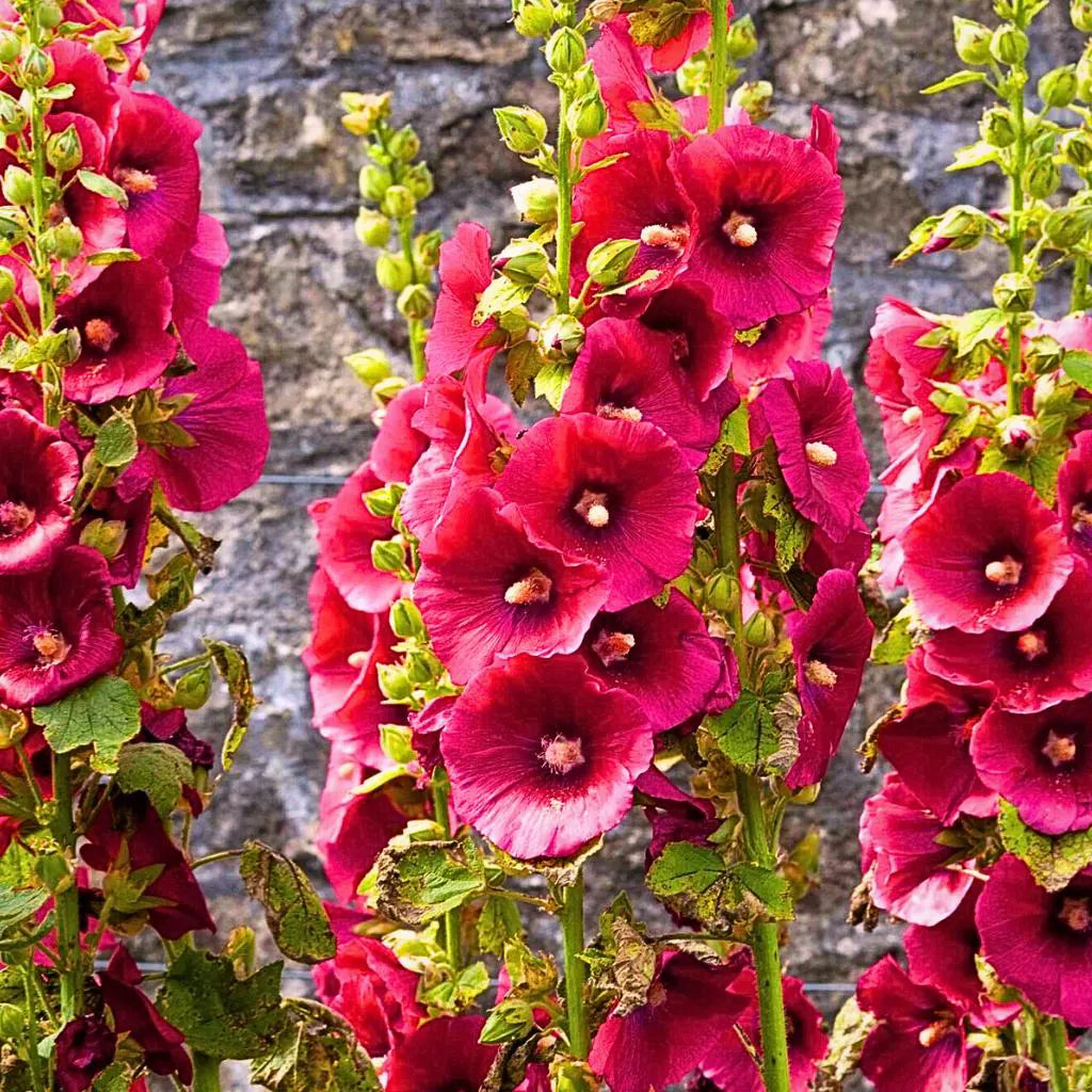Summer Carnival Mix Hollyhock Herb Perennial Flower 30 Seeds