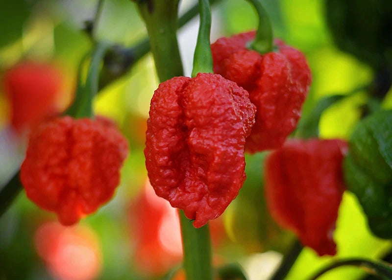 Genghis Khan Brain pepper seeds - 10 seed pack