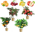 Dwarf Bonsai Fruit Tree Seeds: Organic Heirloom Apple, Cherry, Lemon, Orange(96 Seeds)