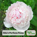 10 Seeds | Eden#39;s Perfume Peony Seeds -Perennial - Paeonia - Attract butterflies - Open-Pollinated - Organic - Heirloom - .#B044