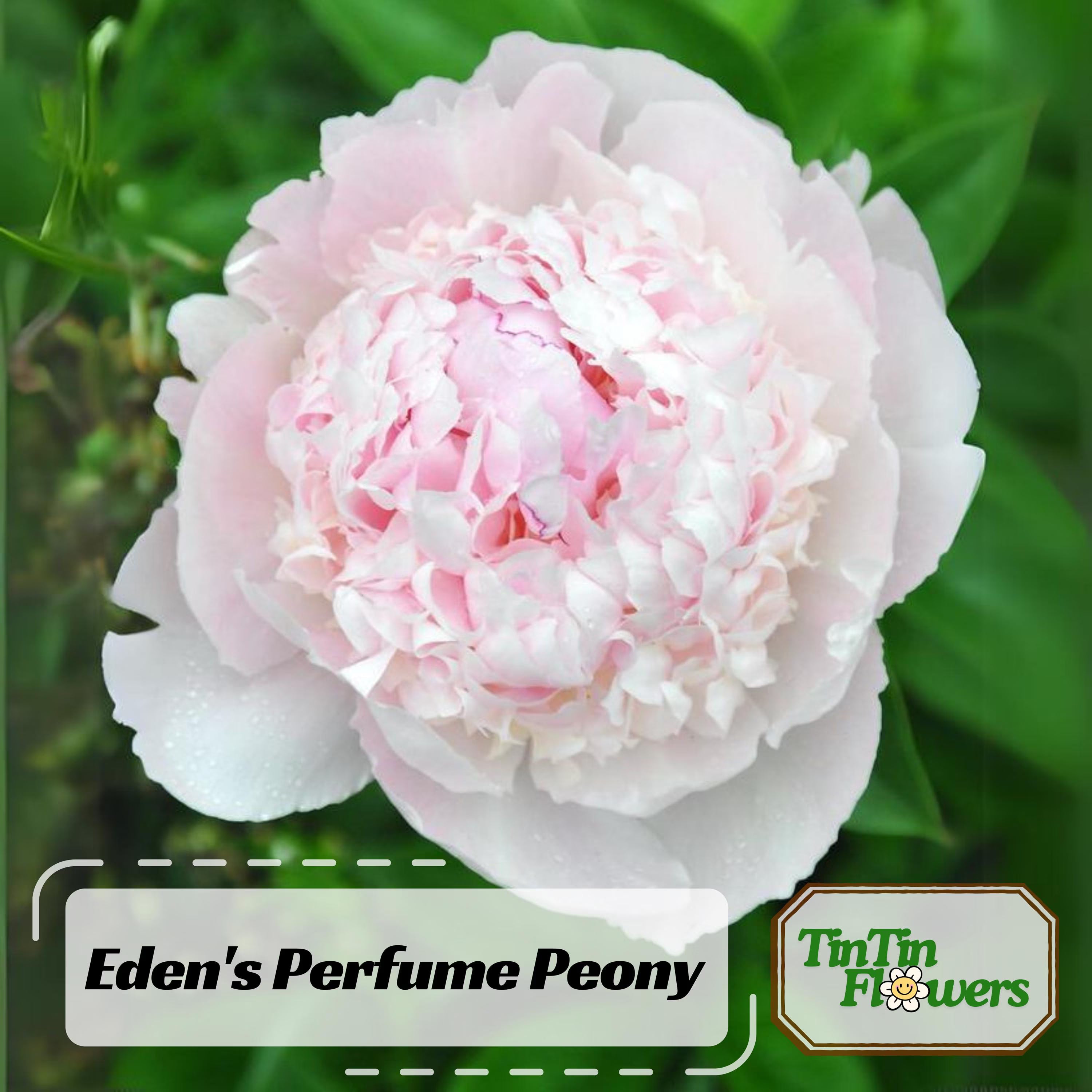 10 Seeds | Eden#39;s Perfume Peony Seeds -Perennial - Paeonia - Attract butterflies - Open-Pollinated - Organic - Heirloom - .#B044