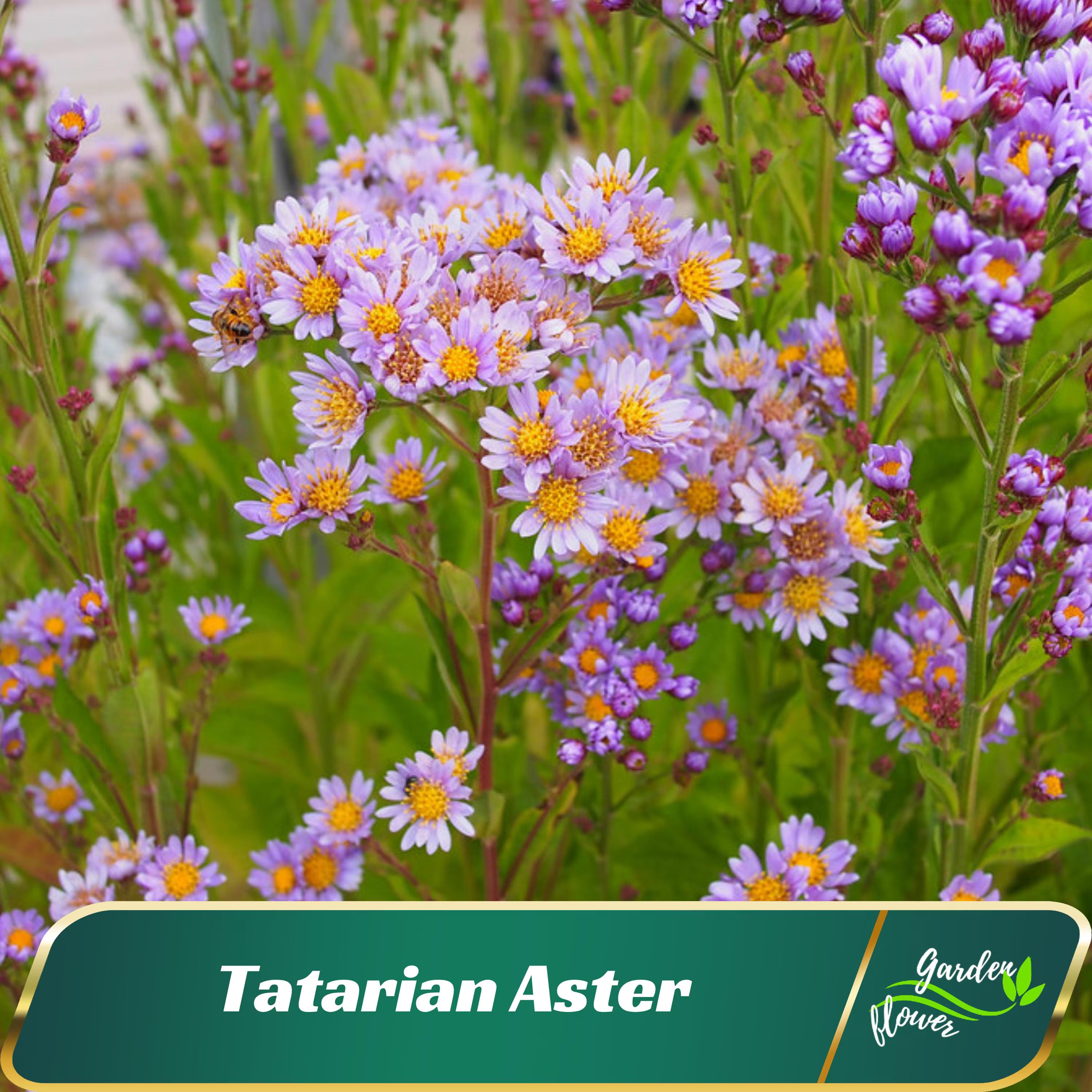 Tatarian Aster - Cold Resistant - Authentic Seeds - Open-Pollinating - Fast Growing - Easy To Grow - Planting In Spring/Fall -   #8046