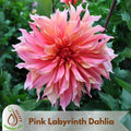 20+ Seeds| Labyrinth Dahlia Seeds - Perennial - Flowering - Hybrid - Open-Pollinating - Fast Growing - Clumping - Plant in Spring #D013
