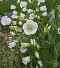 Large White Campanula Bellflower, 55+ Seeds, Biennial