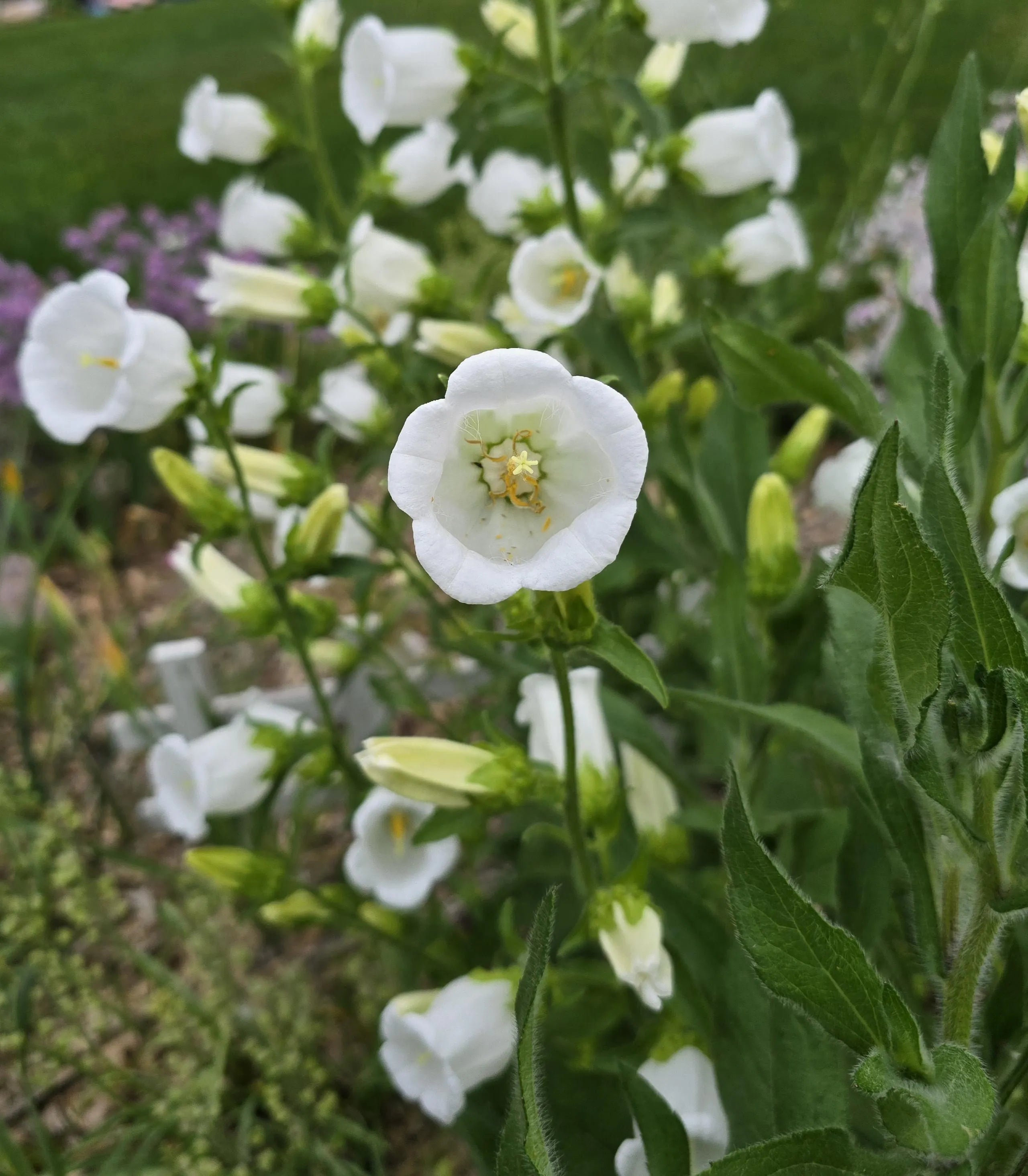 Large White Campanula Bellflower, 55+ Seeds, Biennial