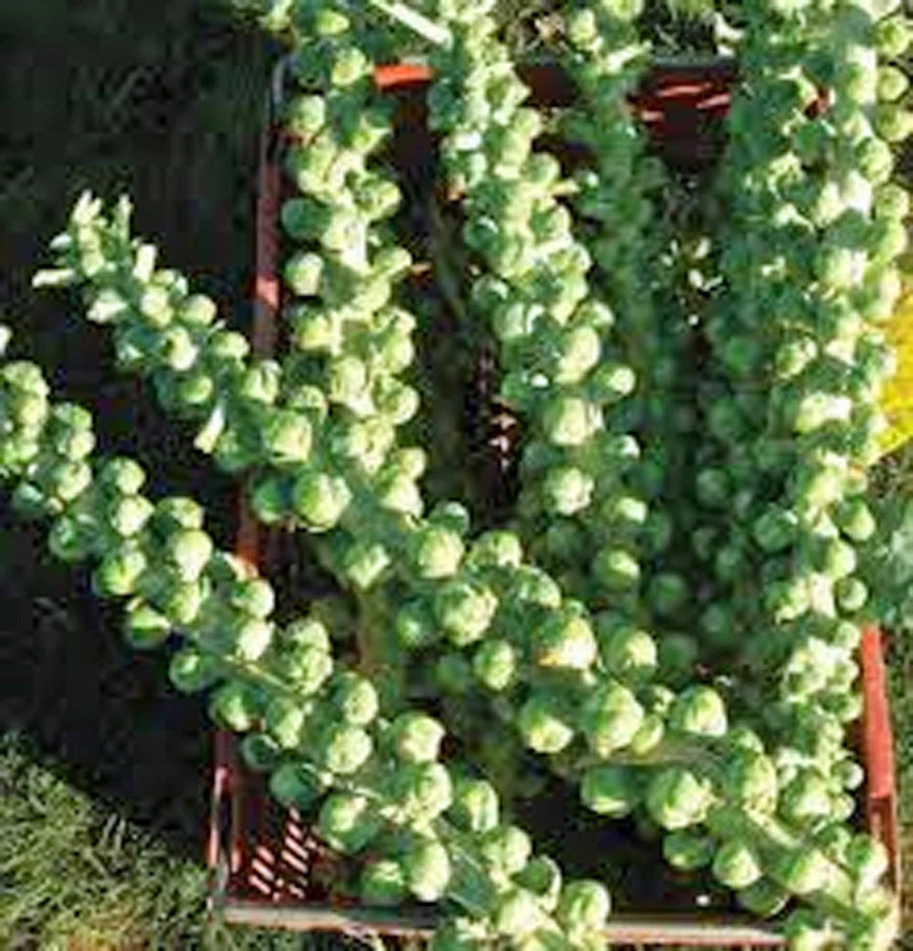 Brussel Sprouts Seed, Churchill, Heirloom, Non GMO, Early Sprouting Seeds, Country Creek Acres(25 Seeds)