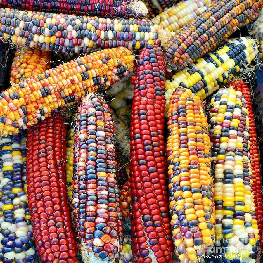 50+ INDIAN ORNAMENTAL RAINBOW Corn Seeds Bright 6 Colors Organic Heirloom Open Pollenated Vegetable Garden