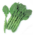 Kailaan Heirloom Chinese broccoli - One gram Tasty ! Asian ! Fresh ! Greens ! Chinese Kale !(100 Seeds)