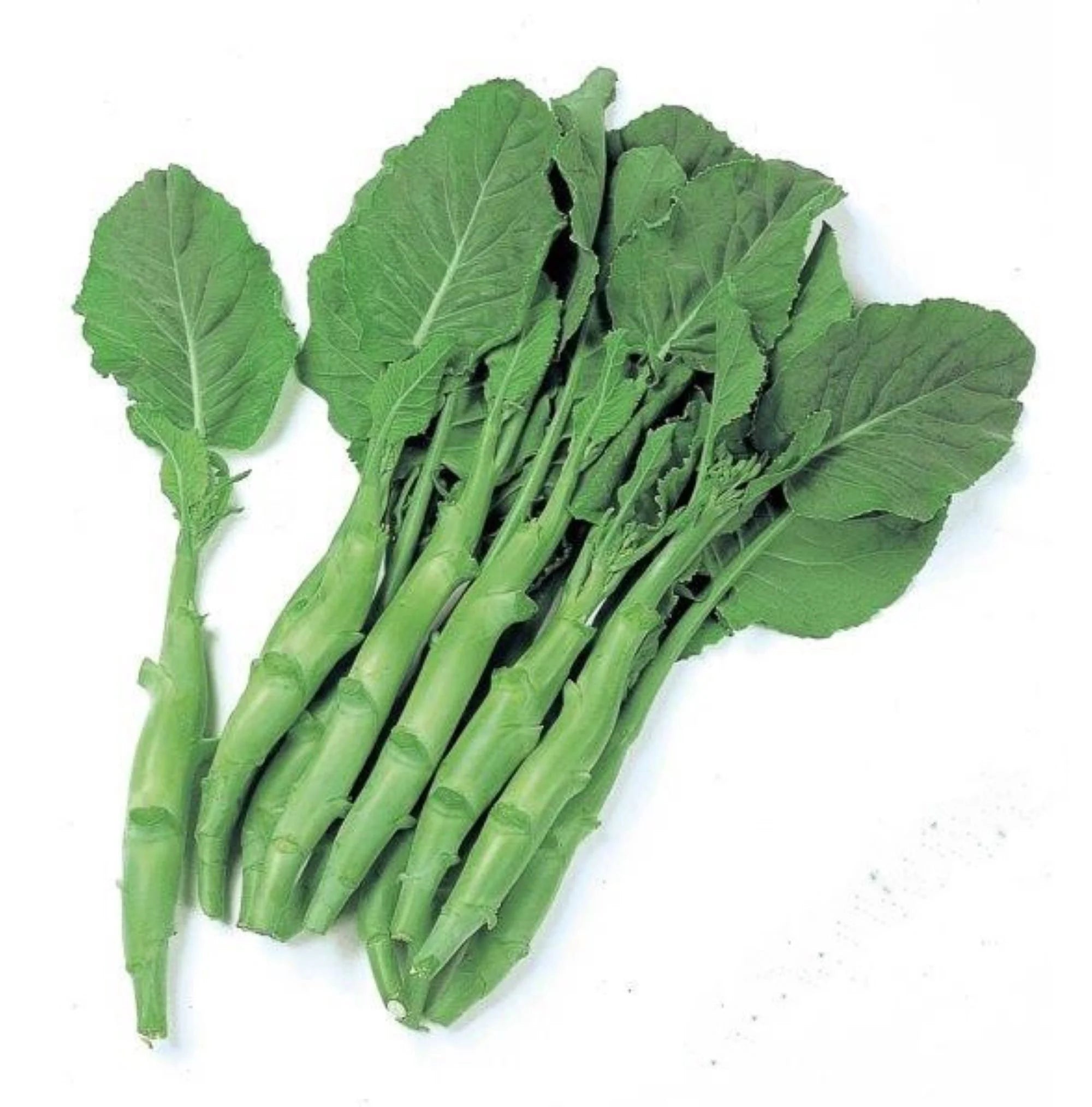 Kailaan Heirloom Chinese broccoli - One gram Tasty ! Asian ! Fresh ! Greens ! Chinese Kale !(100 Seeds)