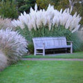 White Pampas Grass Seeds – Heirloom, Cortaderia selloana, Perennial for Boho Garden, Airy White Plumes | 40/200/400 Seeds(40 Seeds)