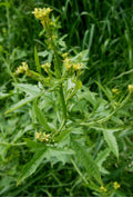 Hedge Mustard SEEDS (Sisymbrium officinale)