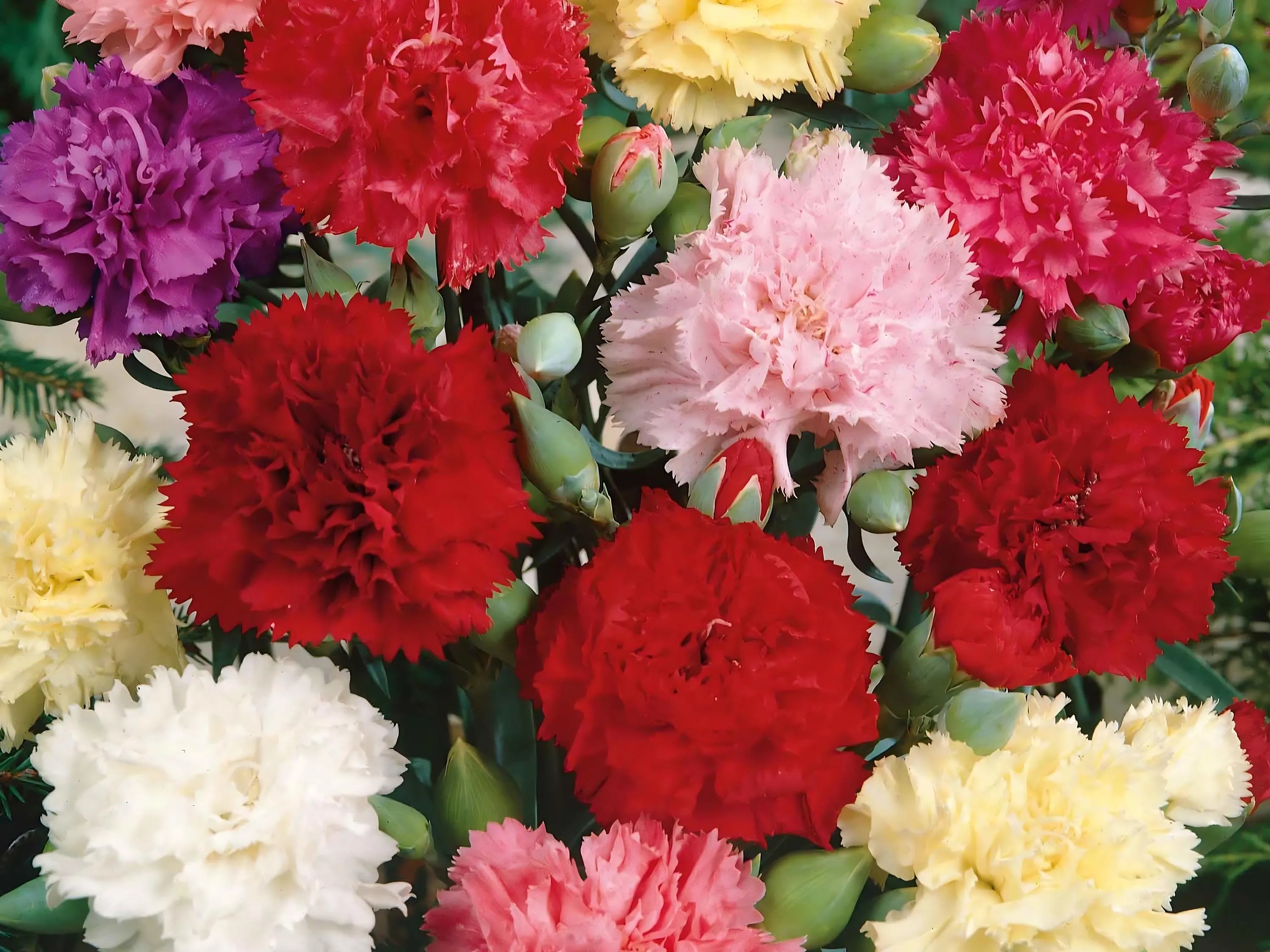 Chabaud Mix Carnation Seeds | Dianthus Caryophyllus | Non-GMO | Flower Seeds | Seed Store | 1249(50 Seeds)