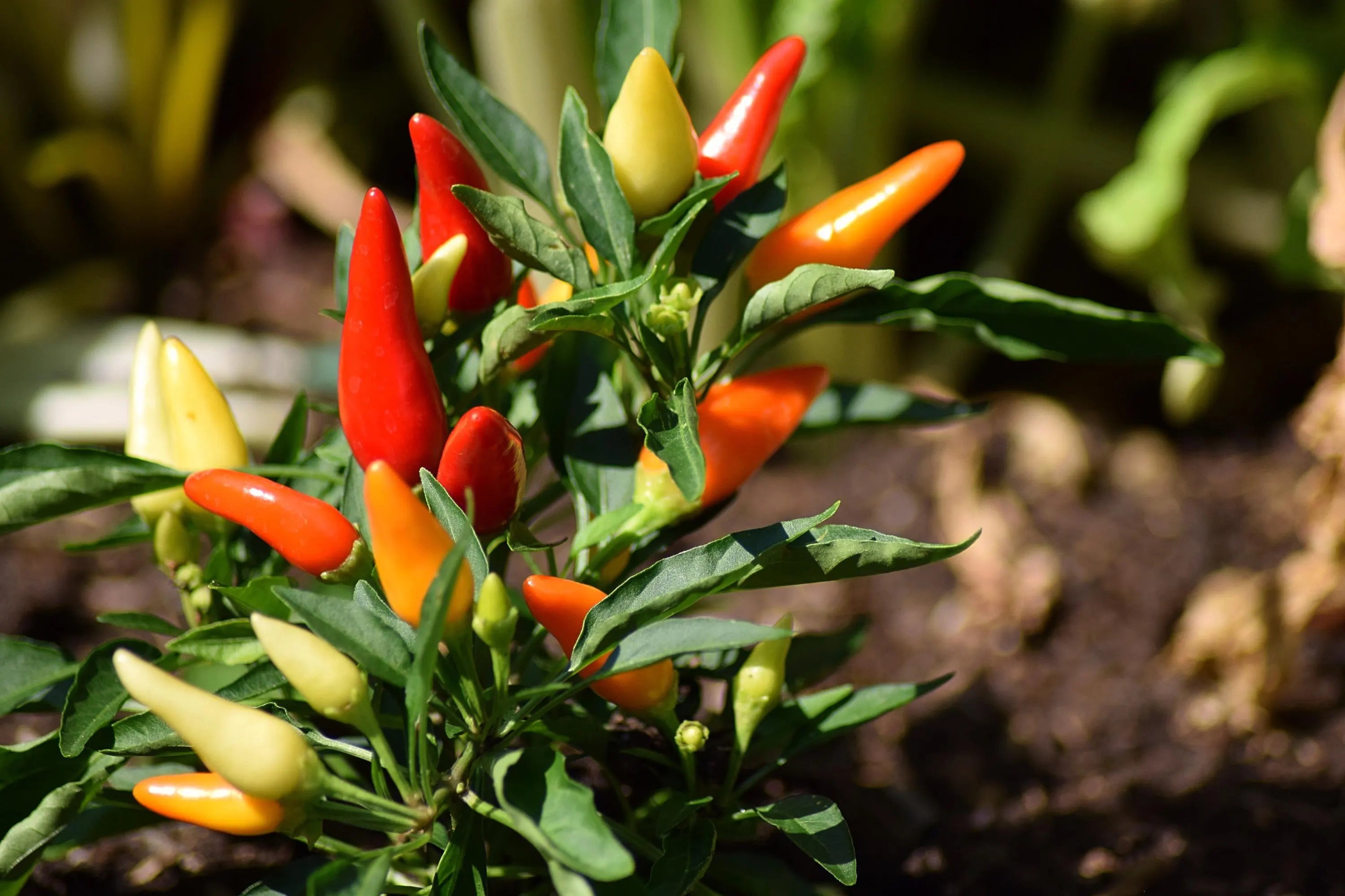 Organic Tabasco Pepper Seeds: Heirloom Chili for Hot Sauce(5+ Seeds)