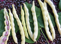 Grandma Nelly#39;s Yellow Mushroom Bean Seeds: Rare Heirloom, Non-GMO