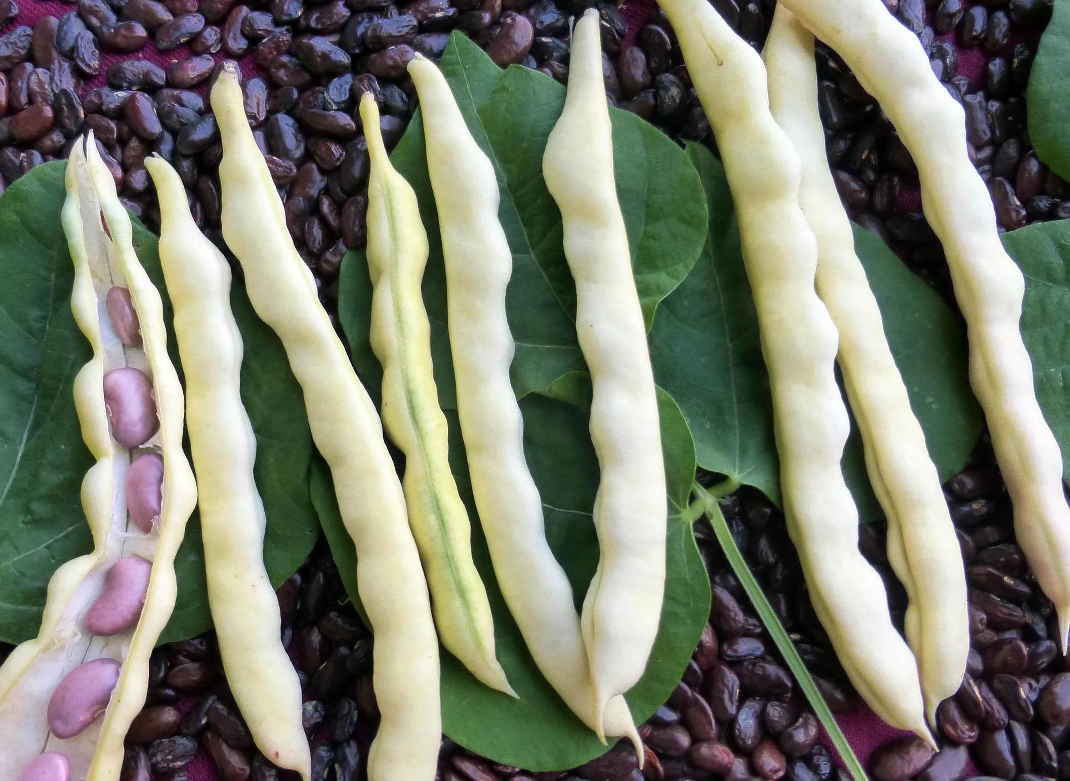 Grandma Nelly#39;s Yellow Mushroom Bean Seeds: Rare Heirloom, Non-GMO