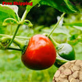 Red Hot Cherry Pepper SEEDS | Cherry Bomb Pepper,  Pickled Cherry Pepper SEEDS | Non-GMO, Organic | Treevales(15 Seeds)