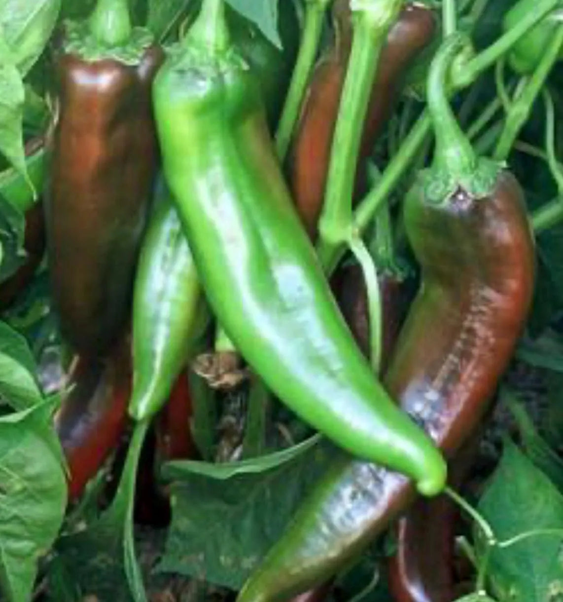 Numex Sandia (Hot) Pepper Seeds(10 Seeds)