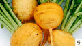 5000 Golden Globe Turnip Seeds  Non-GMO Heirloom Vegetable | Fast Growing Root Crop | Sweet Mild Flavor | USA Garden Seeds Fresh