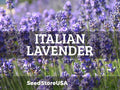 Italian Lavender Seeds | Heirloom - Non-GMO | Lavandula Angustifolia | Herb Seeds | Seed Store | 1139(50 Seeds)
