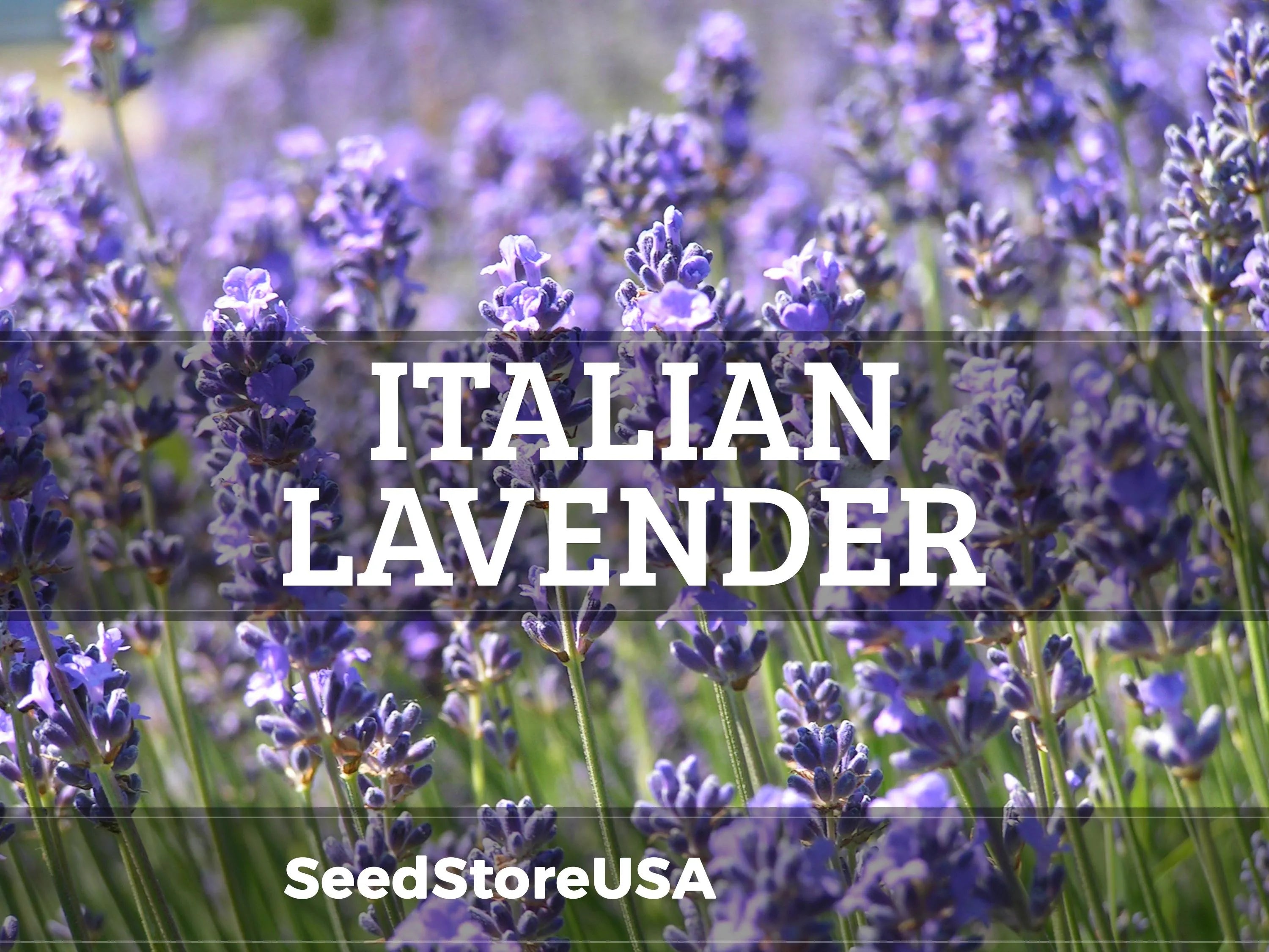Italian Lavender Seeds | Heirloom - Non-GMO | Lavandula Angustifolia | Herb Seeds | Seed Store | 1139(50 Seeds)