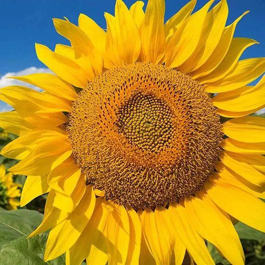 Mammoth Grey Stripe Sunflower Seeds - 50pcs/pack | Huge Blooms on 8-12 ft Stems for Giant Sunflower Beauty | Organic  Non-GMO
