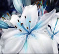 USA-Seller 50pcs Blue Lily Plant Seeds Potted Bonsai Lilium Flower Perfume Plant (0514)