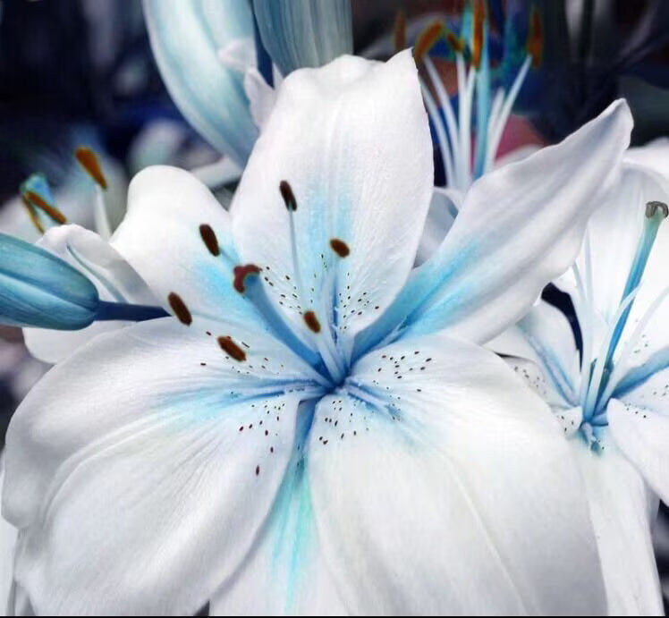 USA-Seller 50pcs Blue Lily Plant Seeds Potted Bonsai Lilium Flower Perfume Plant (0514)