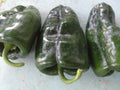 Organic Ancho Poblano Pepper Seeds Mild Heirloom Stuffing Variety