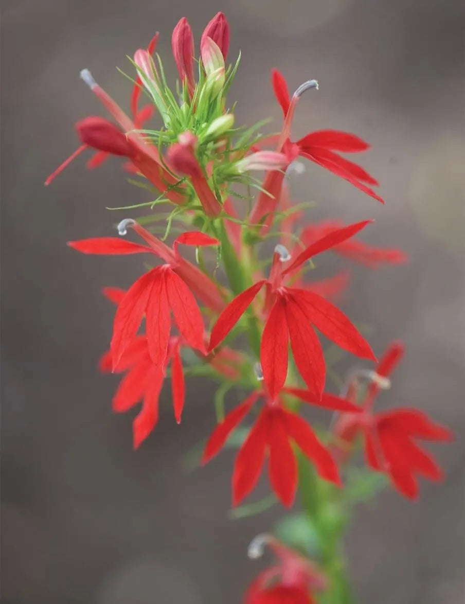 Lobelia, Red Cardinal Flower Seeds (Lobelia Cardinalis)