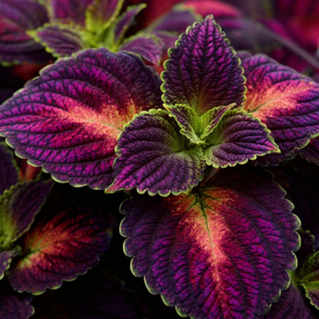 Rainbow Coleus Seeds – 20/100/200 Count – Colorful Foliage for Indoor  Outdoor Gardens(20pcs)