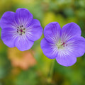 25 Azure Rush Geranium Seeds: Hardy Lavender-Blue Perennial Flowers