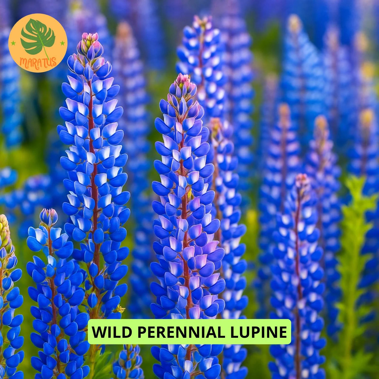 50 Wild Perennial Lupine Seeds, Blue Flowers Seeds, Plant for Home Garden