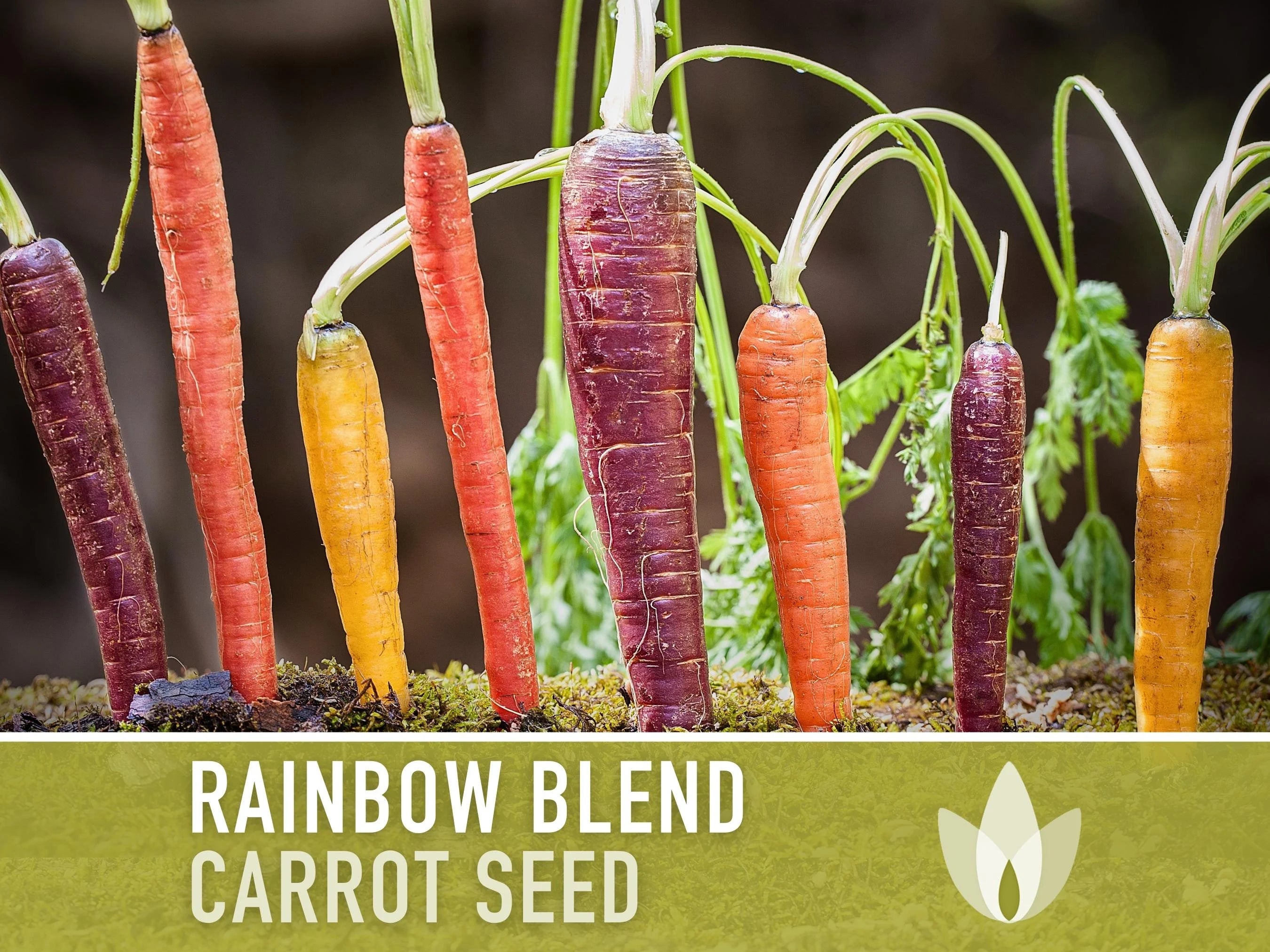 Rainbow Carrot Heirloom Seeds - Atomic Red, Bambino Orange, Cosmic Purple, Lunar White, Solar Yellow, Rainbow Blend, Non-GMO