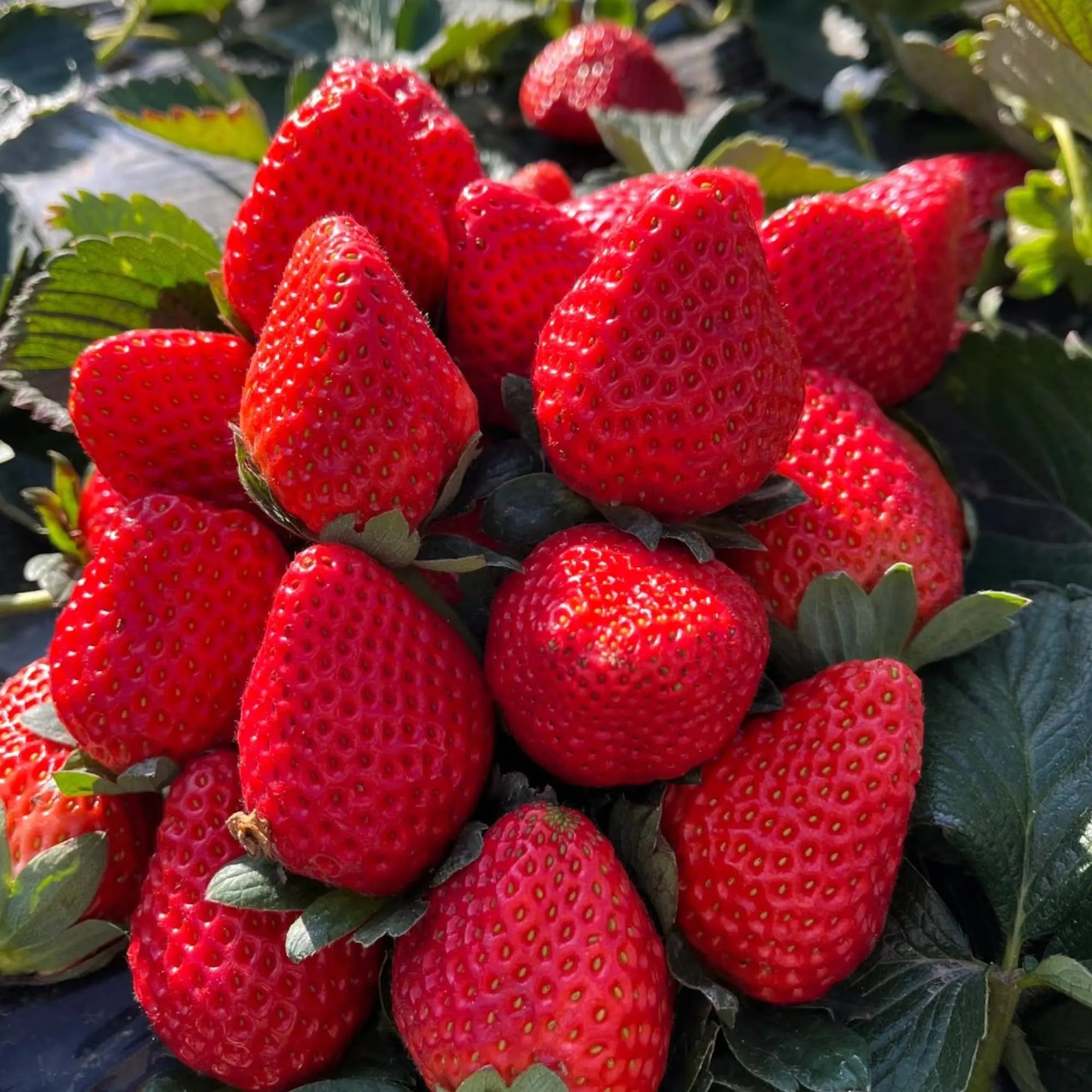 200 Strawberry Seeds – Juicy Red Fruit for Gardens  Containers